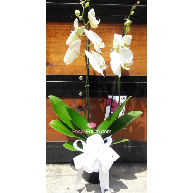 Orquídea en matera phalaenopsis