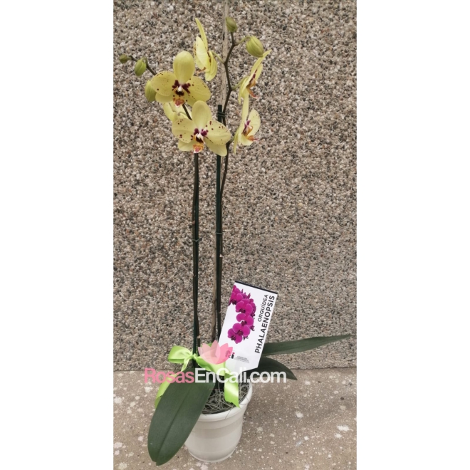 Orquídea phalaenopsis para ti