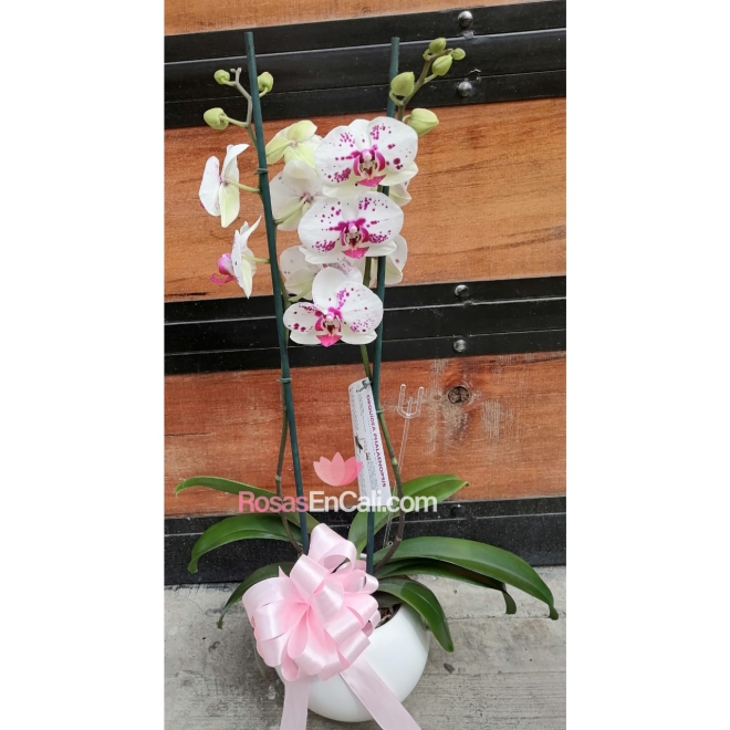Orquídea phalaepnosis en cali