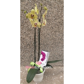 Orquídea phalaenopsis para ti