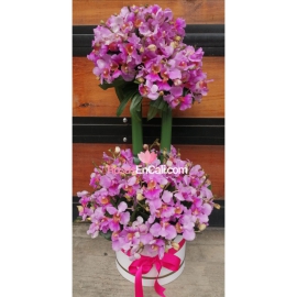 Cilindro alto orquídea hawaiana