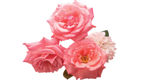 Rosas de colores en cali